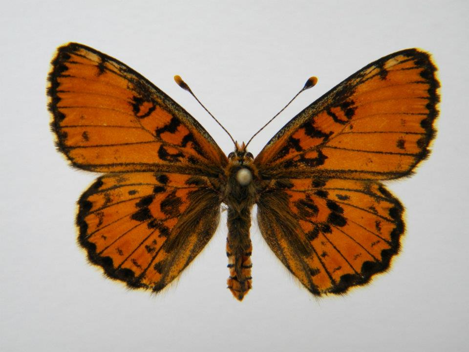 Melitaea trivia abb 5 (Internet Image property of respective owner, non-commercial use only)
